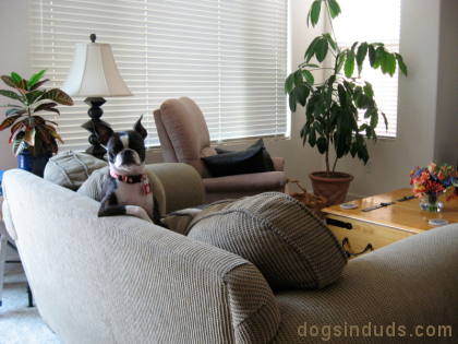 Funny Boston Terrier Funny boston terrier